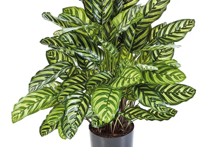 fleur ami CALATHEA Kunstpflanze