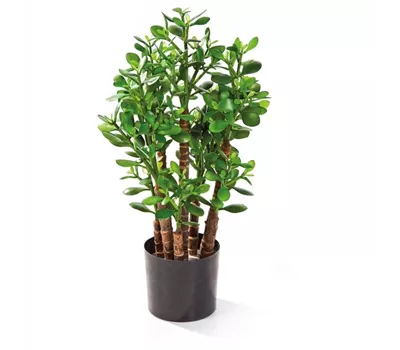 fleur ami CRASSULA OVATA Kunstpflanze fleur ami CRASSULA OVATA Kunstpflanze