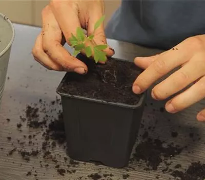 Tomaten - Umtopfen der Anzucht Tomaten - Umtopfen der Anzucht