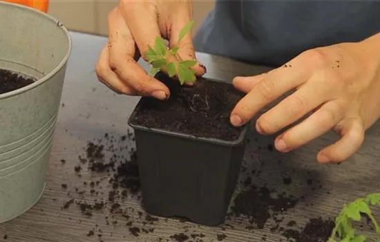 Tomaten - Umtopfen der Anzucht Tomaten - Umtopfen der Anzucht