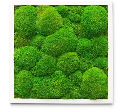 fleur ami PREMIUM Moos-Bild fleur ami PREMIUM Moos-Bild