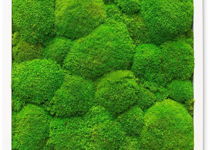 fleur ami PREMIUM Moos-Bild fleur ami PREMIUM Moos-Bild