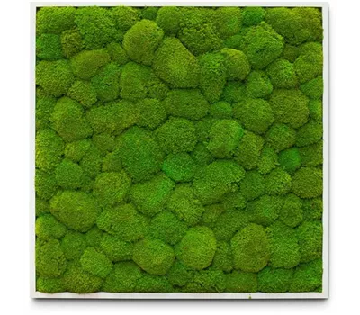 fleur ami PREMIUM Moos-Bild fleur ami PREMIUM Moos-Bild