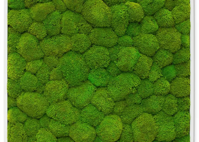 fleur ami PREMIUM Moos-Bild fleur ami PREMIUM Moos-Bild