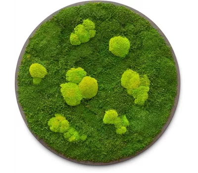 fleur ami PREMIUM Moos-Bild fleur ami PREMIUM Moos-Bild