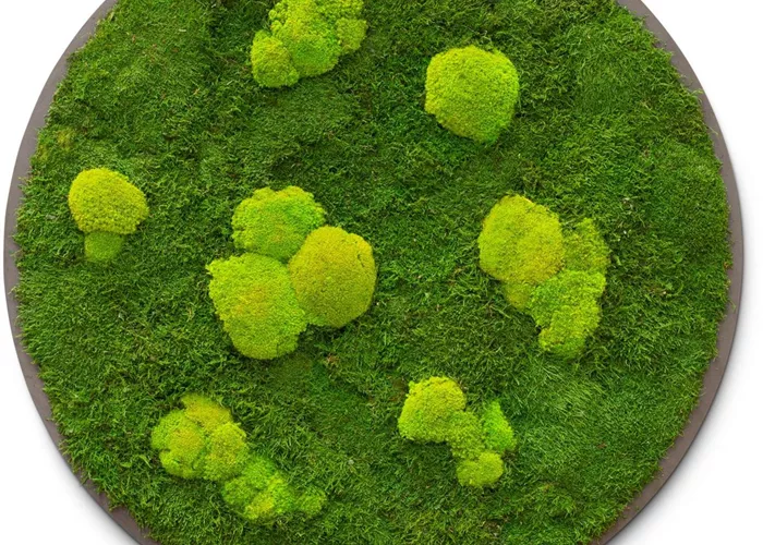 fleur ami PREMIUM Moos-Bild fleur ami PREMIUM Moos-Bild