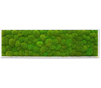 fleur ami PREMIUM Moos-Bild