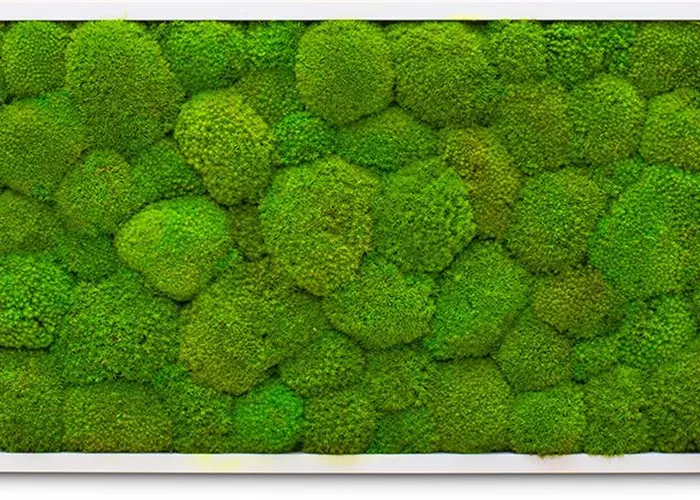 fleur ami PREMIUM Moos-Bild fleur ami PREMIUM Moos-Bild