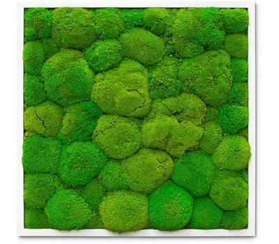 fleur ami PREMIUM Moos-Bild