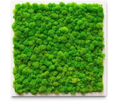 fleur ami PREMIUM Moos-Bild