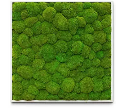 fleur ami PREMIUM Moos-Bild