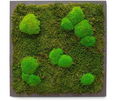 fleur ami PREMIUM Moos-Bild