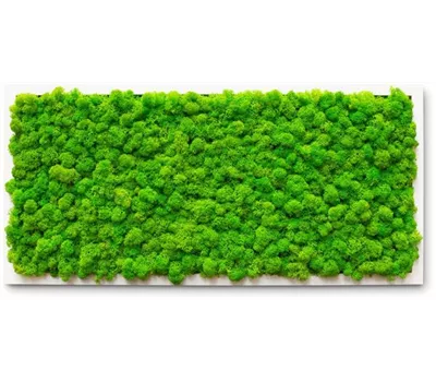 fleur ami PREMIUM Moos-Bild