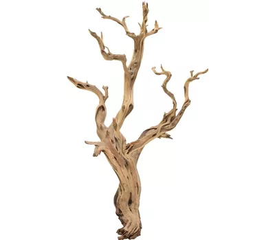 fleur ami Ghostwood