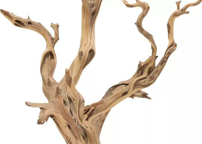 fleur ami Ghostwood fleur ami Ghostwood