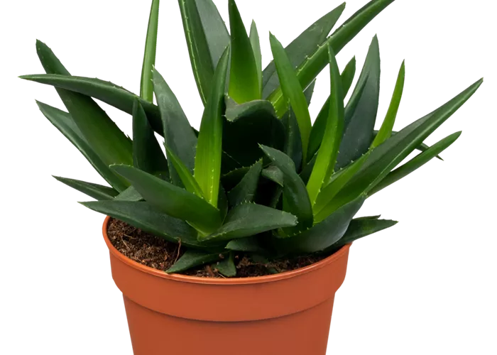 Haworthia 