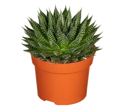 Aloe 'Magic' Aloe 'Magic'