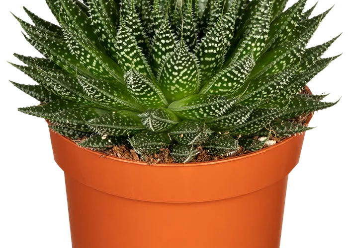 Aloe 'Magic' Aloe 'Magic'