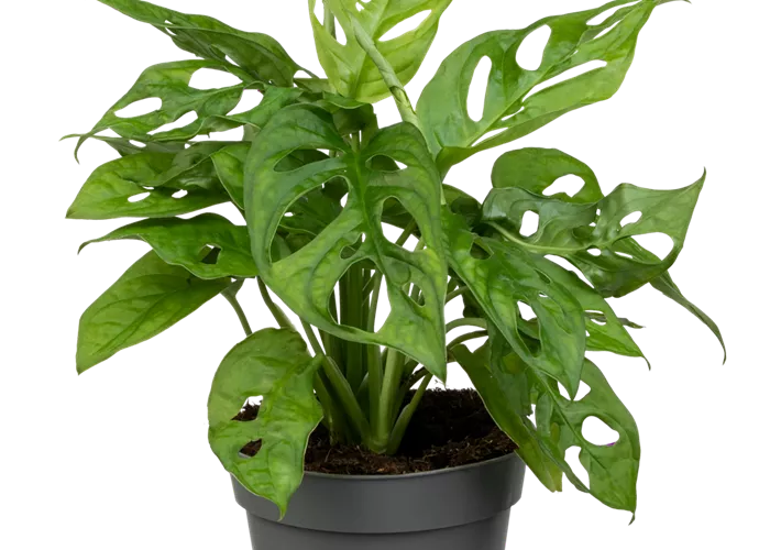 Monstera 'Monkey Leaf'