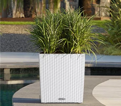 LECHUZA CUBE Cottage 50  LECHUZA CUBE Cottage 50