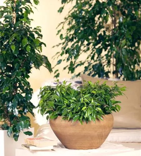 Birkenfeige 'Green Kinky'