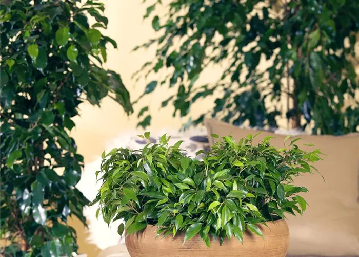 Birkenfeige 'Green Kinky' Birkenfeige 'Green Kinky'