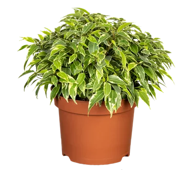 Birkenfeige Birkenfeige