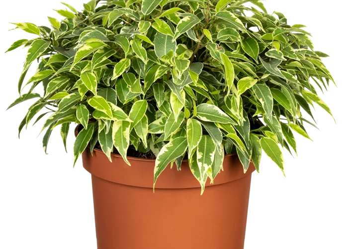 Birkenfeige Birkenfeige