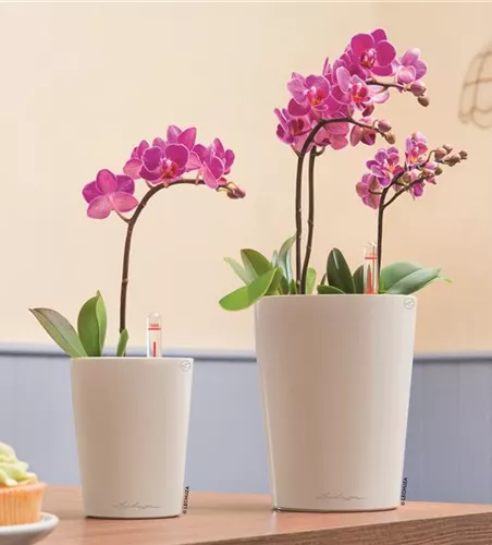 LECHUZA MINI-DELTINI