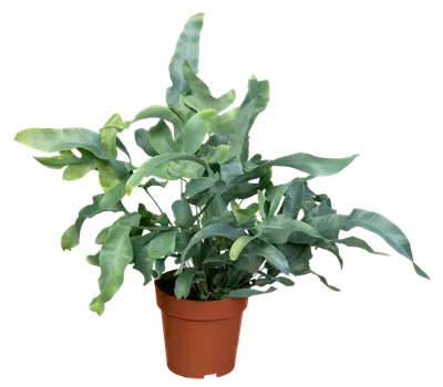 Blaufarn 'Blue Star' Blaufarn 'Blue Star'