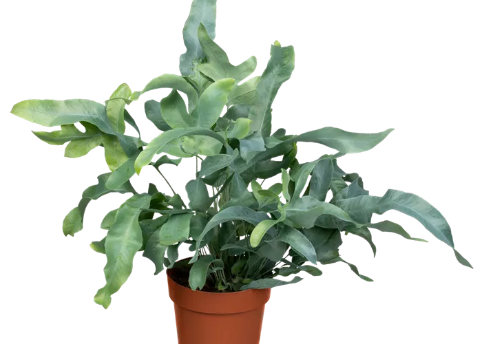 Blaufarn 'Blue Star'