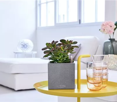 LECHUZA CANTO Stone 14  LECHUZA CANTO Stone 14