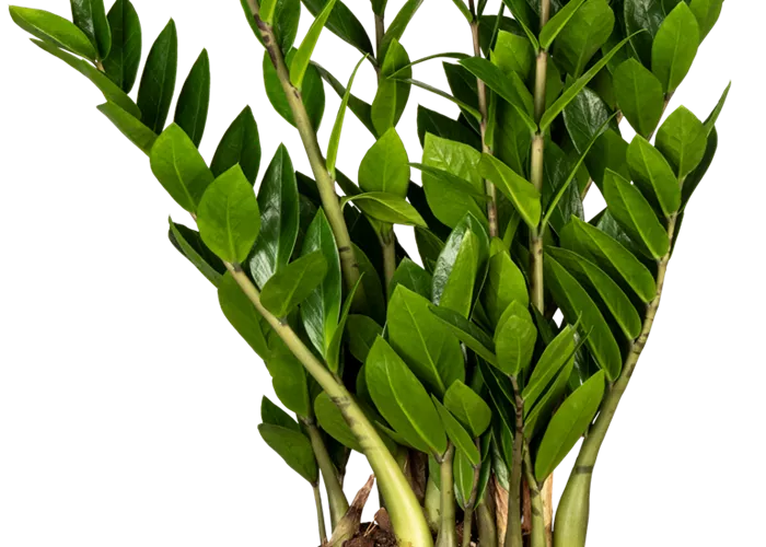 Glücksfeder Glücksfeder