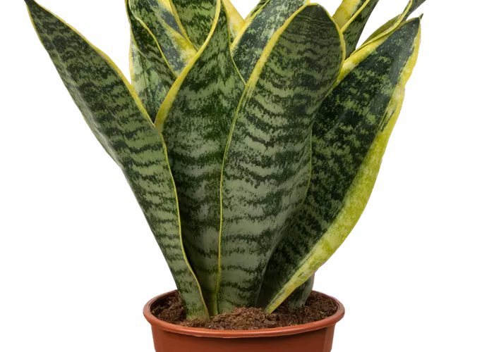 Bogenhanf 'Futura Superba' Bogenhanf 'Futura Superba'