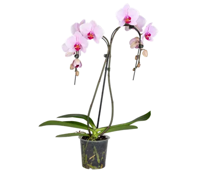 Orchidee Double Umbrella lila Orchidee Double Umbrella lila