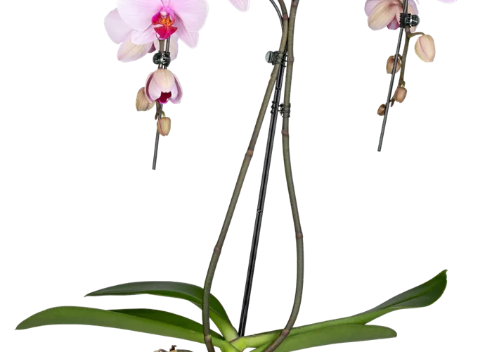 Orchidee Double Umbrella lila Orchidee Double Umbrella lila