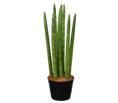 Bogenhanf 'Spaghetti' Bogenhanf 'Spaghetti'