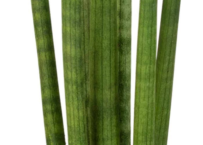 Bogenhanf 'Spaghetti' Bogenhanf 'Spaghetti'