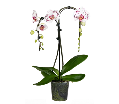 Orchidee Double Umbrella lila special Orchidee Double Umbrella lila special