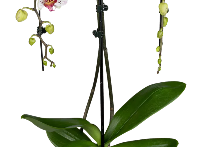 Orchidee Double Umbrella lila special Orchidee Double Umbrella lila special