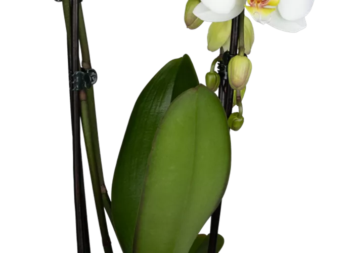 Orchidee Cascade weiß Orchidee Cascade weiß
