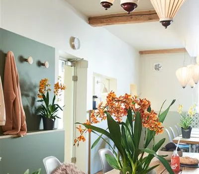 LECHUZA ORCHIDEA Color LECHUZA ORCHIDEA Color