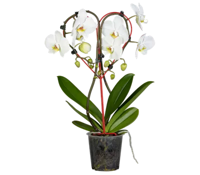 Orchidee herz weiß Orchidee herz weiß