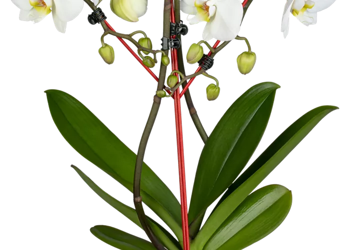 Orchidee herz weiß