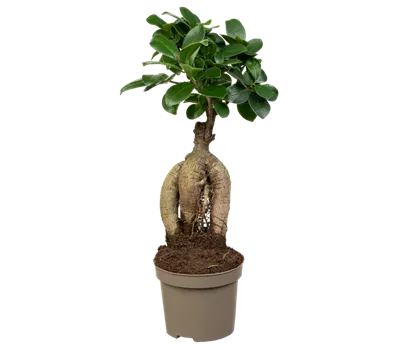 Chinesische Feige Chinesische Feige