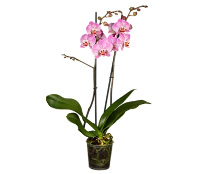 Orchidee lila special Orchidee lila special