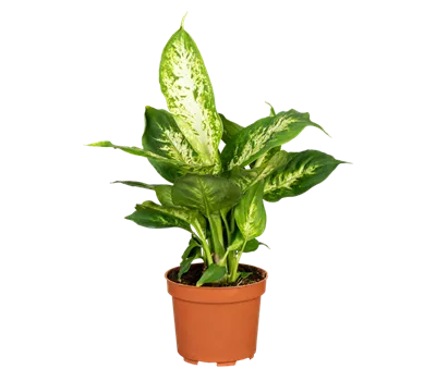 Dieffenbachie 'Compacta' Dieffenbachie 'Compacta'