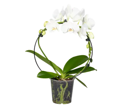 Orchidee Bogen weiß Orchidee Bogen weiß