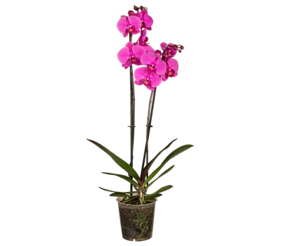 Orchidee lila Orchidee lila