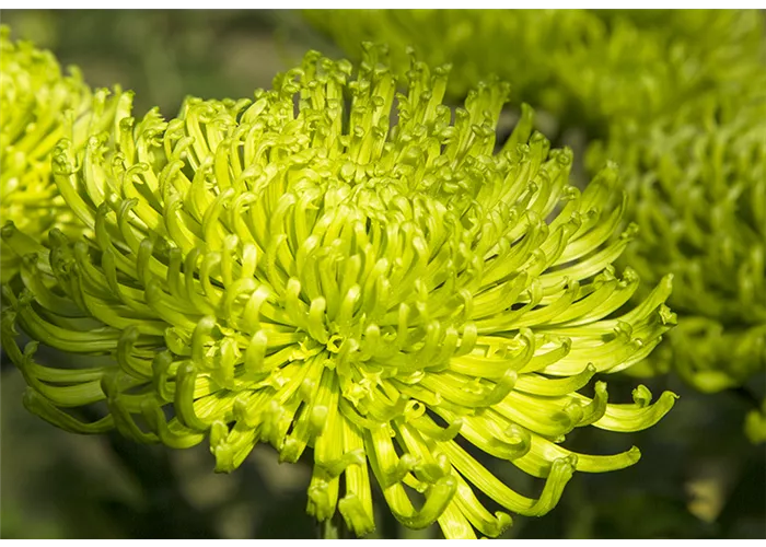 "Floristik zu Allerheiligen" Ausstellung und Verkauf